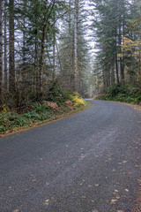 Obraz premium moss covered tree trunks with green ferns and dry leaves