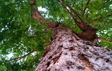 tree in forest can be use background shortcut pattern illustration wallpaper