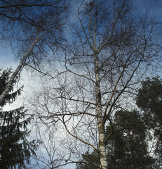 Fototapeta na wymiar Trees and blue sky