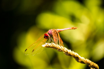 Libélula 
