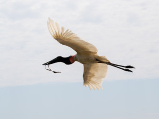 Obraz premium Ein Jabiru Storch fliegt mit Nistmaterial zurück zum Nest freigestellt in der Seitenansicht