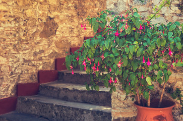 The beautiful plant (Fuchsia) grows near a stone staircase