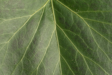 Texture of green natural leaf, clearly visible streaks.