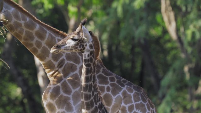 A Baby giraffe is standing waiting for mother eat leaves. Giraffe is an African artiodactyla mammal, the tallest living terrestrial animal and the largest ruminant.