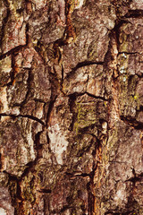 Old tree bark, classic beautiful wood texture.