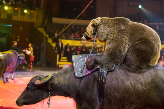 performance of brown bears buffalo in the circus arena.