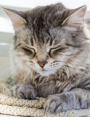 Naklejka na ściany i meble Adorable cat of siberian breed with long hair