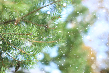 Fototapeta na wymiar Big Christmas branch of pine with falling snow in winter forest