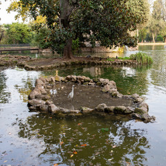Fototapeta na wymiar White crane in the standing in a lake in a Roman park