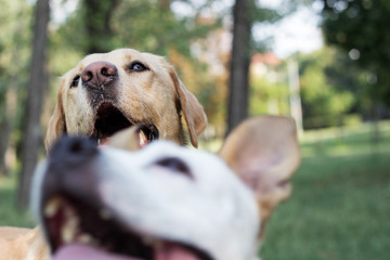 Labrador retriever and Staffordshire terrier dogs, portrait, sunny day. Two happy dog friends in the park playing
