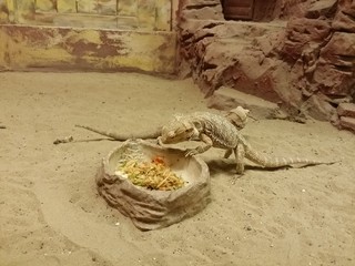 Henrylawsons bearded dragon (Pogona henrylawsoni) in a sandy terrarium