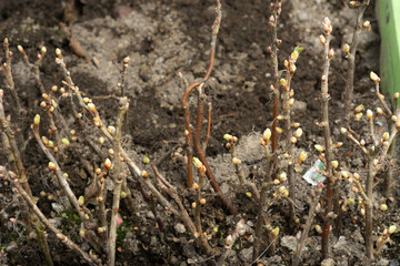 Many branches with buds for vegetative propagation.