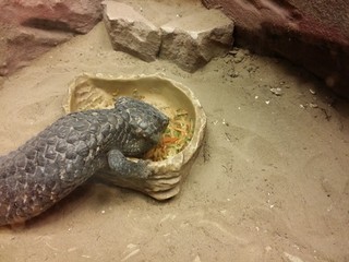 Shingle-Back Skins (Trachydosaurus Rugosus) in terrarium