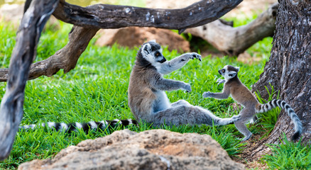 Mother Lemur Playing with Her Son