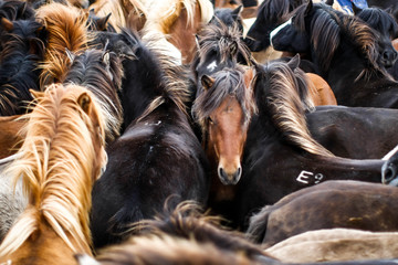 Troupeau dense de chevaux islandais avec de belles crinières colorées