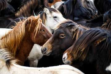 Troupeau dense de chevaux islandais