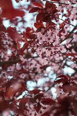 Blooming pink plum tree