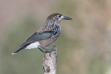 The wonderful nutcracker (Nucifraga caryocatactes)
