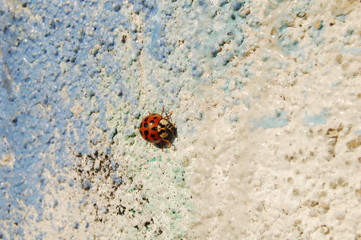 ladybug on a coloured wall