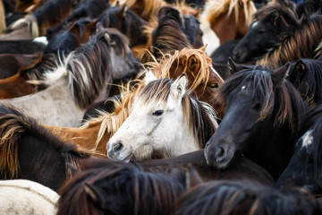 Troupeau dense de chevaux islandais avec des crinières colorées