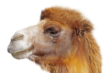 Portrait of a camel on a white