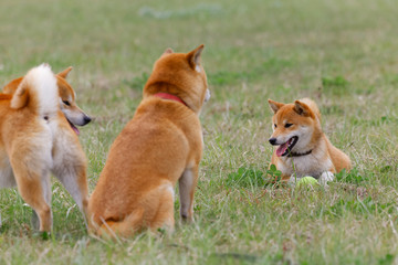 野原で遊んでいる柴犬の家族