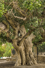 Fototapeta na wymiar Ancient olive tree in the old city