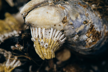 Barnacle growing on barnacle growing on a shell
