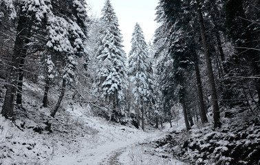 forest in winter