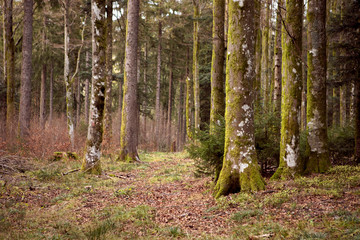 Obraz premium Wild wood with mossy tree trunks. Beautiful view inside of pine forest. Magic forest, tree trunks, footpath. Schwarzwald, Germany. Black Forest. 