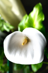 Plakat Beautiful big bio calla flower on on a background of green leaves.