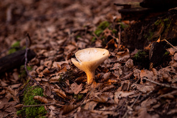 Small mushroom growing in wood. Roll-rim fungi, Paxillus Involutus In Autumn Forest. Dry leaves background.