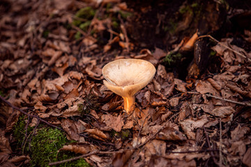 Small mushroom growing in wood. Roll-rim fungi, Paxillus Involutus In Autumn Forest. Dry leaves background.