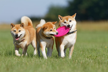 野原で遊んでいる柴犬の家族