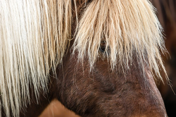 Gros plan sur la crinière d'un cheval Islandais brun alezan et blanc