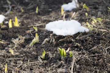 Little sprouts of lilly flowers coming up early spring sunny day. Ground covered by snow.