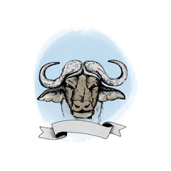 Buffalo head sketch card in color on white background