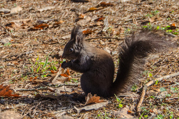 Naklejka na ściany i meble Small gray squirrel in park