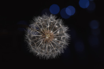 Close up Dandelion in high contrast light with black background