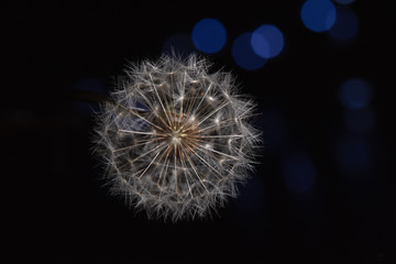 Close up Dandelion in high contrast light with black background