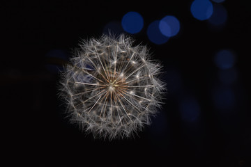 Fototapeta premium Close up Dandelion in high contrast light with black background