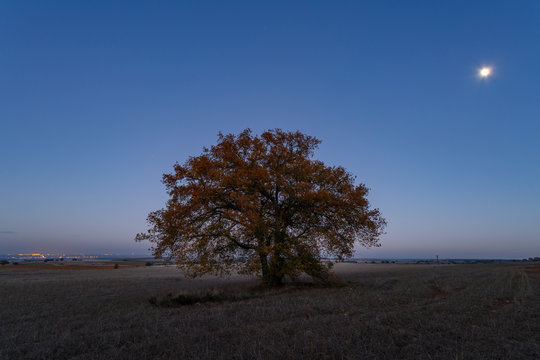 Roble carrasque&ntilde;o en la llanura con los colores del oto&ntilde;o, al atardecer y con la luz de la luna. Quercus faginea.