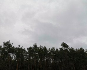 Obraz premium Background of dark pine forest and cloudy sky. Background, texture.