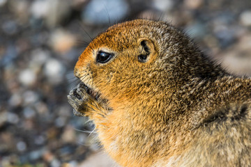 close up eating ground squirrel