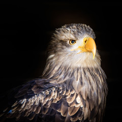 European sea ​​eagle portrait