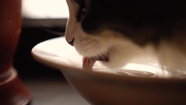cat drinks water from a plate