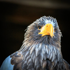 Giant Eagle Portrait