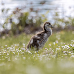 Little Goose