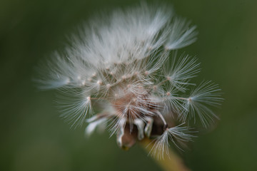 White dandelion on green background