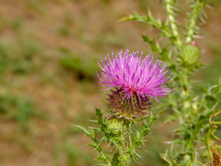 Artichokes growing at the organic farm. Blooming artichokes in natural environment.